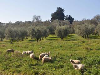 Terreno agricolo in vendita a rosignano marittimo località pilistrello