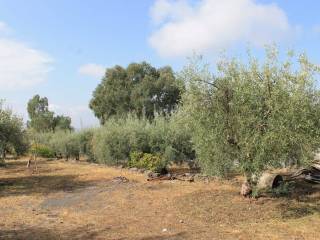 Terreno agricolo in vendita a santa maria di licodia contrada scannacavoli