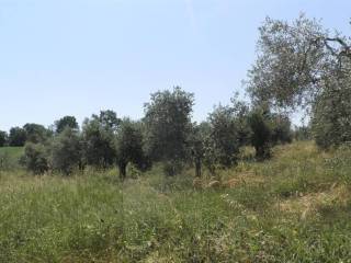 Terreno agricolo in vendita a castellina marittima strada provinciale poggiberna