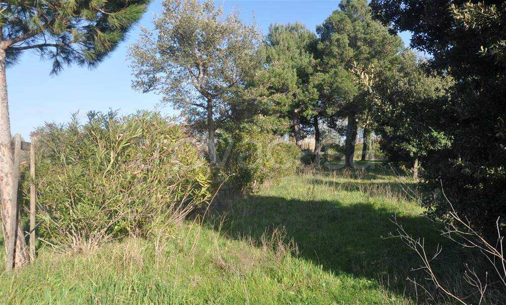 immagine annuncio 11 di 14