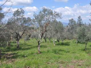 Terreno agricolo in vendita a castellina marittima via per chianni