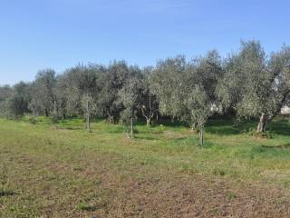 Terreno agricolo in vendita a rosignano marittimo stradone del tripesce