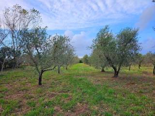 Terreno agricolo in vendita a rosignano marittimo stradonedei fichi