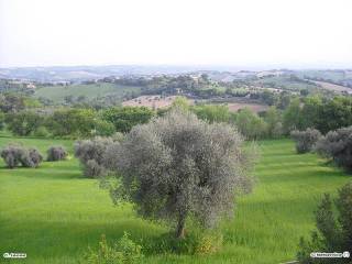 Terreno agricolo in vendita a senigallia 