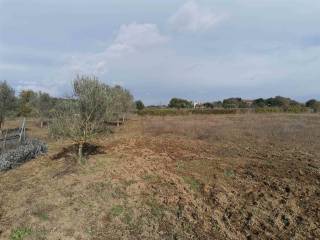 Terreno agricolo in vendita a tuscania 