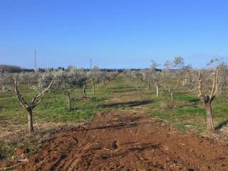 Terreno agricolo in vendita a rosignano marittimo via marmentana