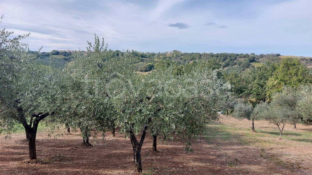immagine annuncio 3 di 9