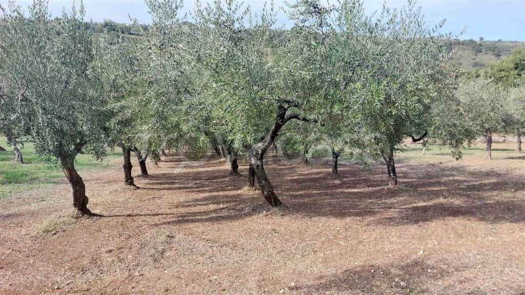 immagine annuncio 4 di 9