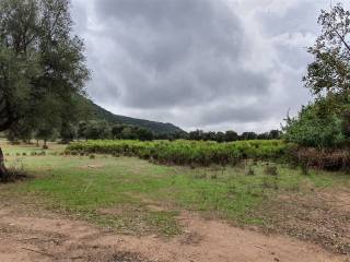 Terreno agricolo in vendita a muravera camisa