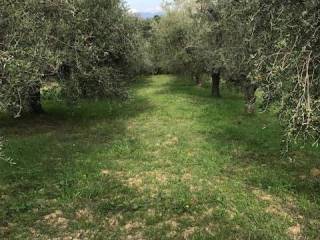 Terreno agricolo in vendita a collesalvetti 