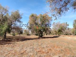 Terreno residenziale in vendita a san vito dei normanni 