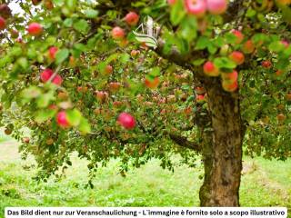 Terreno agricolo in vendita a cermes tscherms