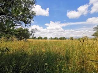 Terreno agricolo in vendita a vitorchiano strada dei galli