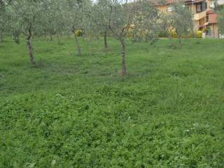 Terreno agricolo in vendita a crespina lorenzana 