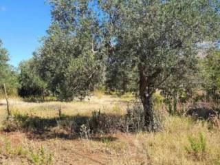 Terreno agricolo in vendita a partinico sp1