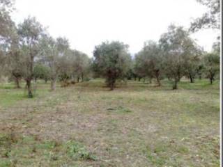 Terreno agricolo in vendita a carrara via castellaro