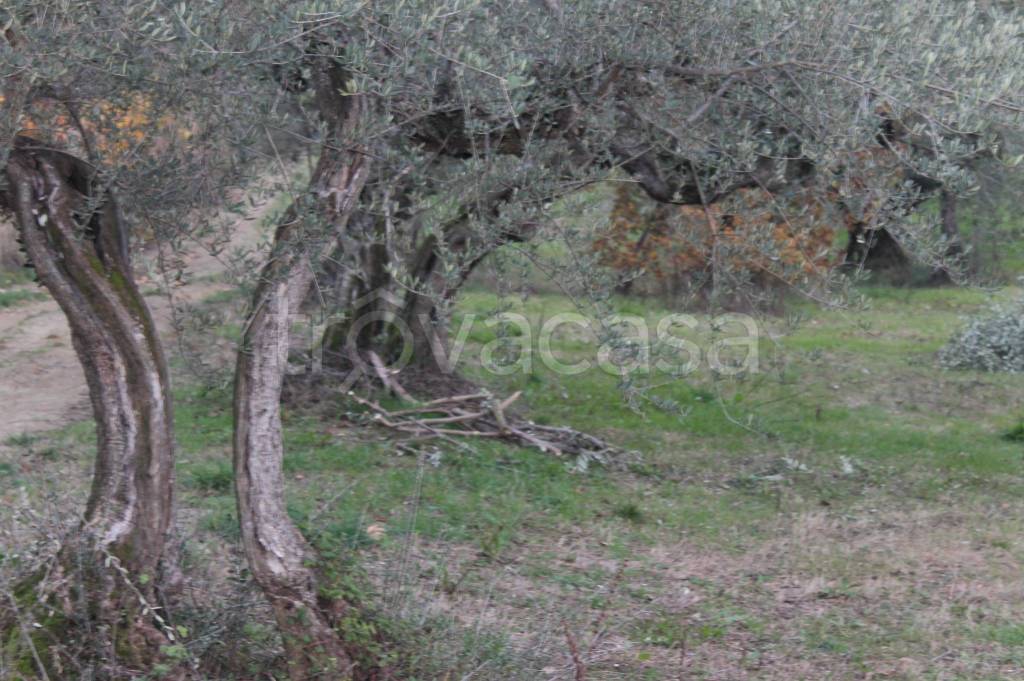 immagine annuncio 5 di 7