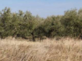 Terreno agricolo in vendita a foggia cortile ordona