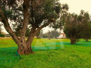 Terreno agricolo in vendita a gagliano del capo strada vicinale paduli