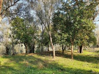 Terreno agricolo in vendita a calopezzati via cuppo, 2