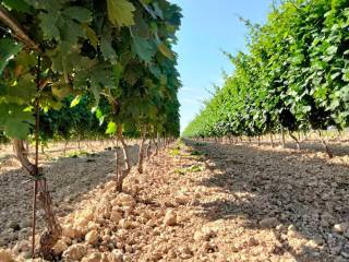 Terreno agricolo in vendita a orta nova autostrada adriatica