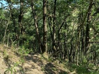 Terreno agricolo in vendita a torri in sabina strada provinciale maglianese