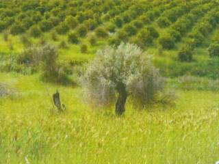 Terreno agricolo in vendita a mineo sp86