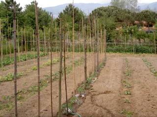 Terreno agricolo in vendita a massa via san ginese