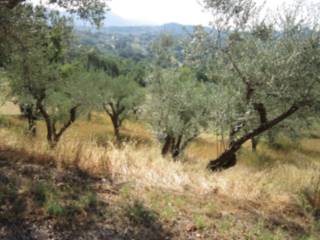 Terreno agricolo in vendita a veroli contrada i rotondi, 139