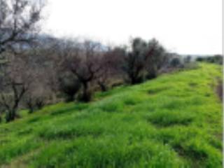 Terreno agricolo in vendita ad artena via velletri