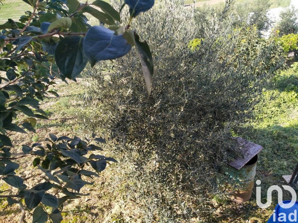 immagine annuncio 5 di 14