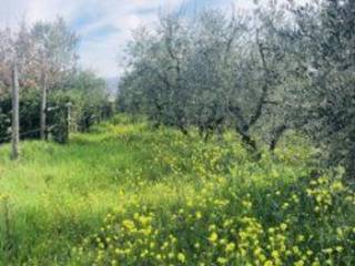 Terreno agricolo in vendita a quarrata 