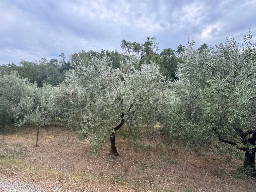 immagine annuncio 1 di 4