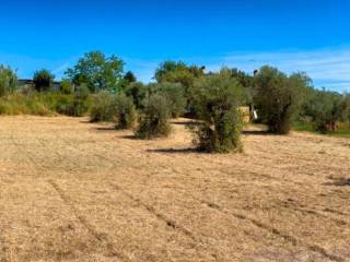 Terreno agricolo in vendita ad albano laziale via roncigliano