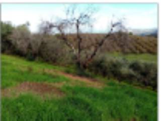 Terreno agricolo in vendita ad artena localita la torre o torricciola