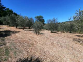 Terreno agricolo in vendita a quarrata via delle palaie s.n.c.