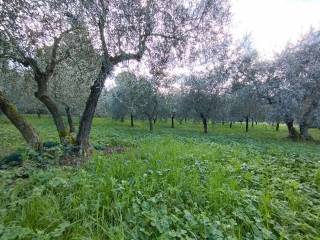 Terreno agricolo in vendita a quarrata via vecchia fiorentina ii tronco s.n.c.