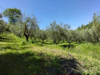 Terreno agricolo in vendita a quarrata via covona s.n.c.