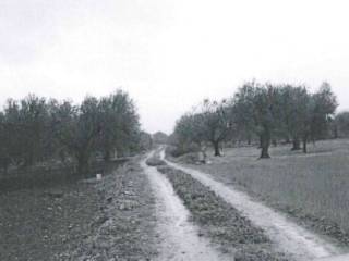 Terreno agricolo in vendita a san severo ss272