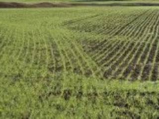 Terreno agricolo in vendita ad asigliano veneto 