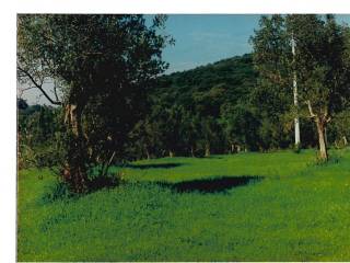 Terreno agricolo in vendita a narni 