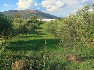 Terreno agricolo in vendita a campi bisenzio via del pantano