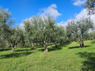 Terreno agricolo in vendita a gallinaro via gallinaro