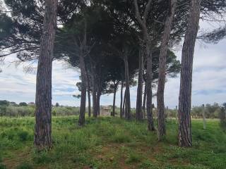 Terreno agricolo in vendita a castelvetrano via natalino sapegno