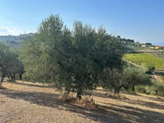 Terreno agricolo in vendita a montefalco frazione turri, 11