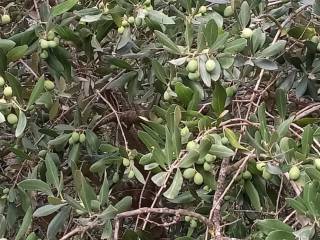 Terreno agricolo in vendita a gualdo tadino località petroia