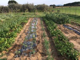 Terreno agricolo in vendita a grosseto strada provinciale dello sbirro