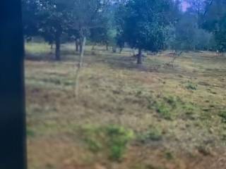 Terreno agricolo in vendita a feroleto della chiesa contrada san renò