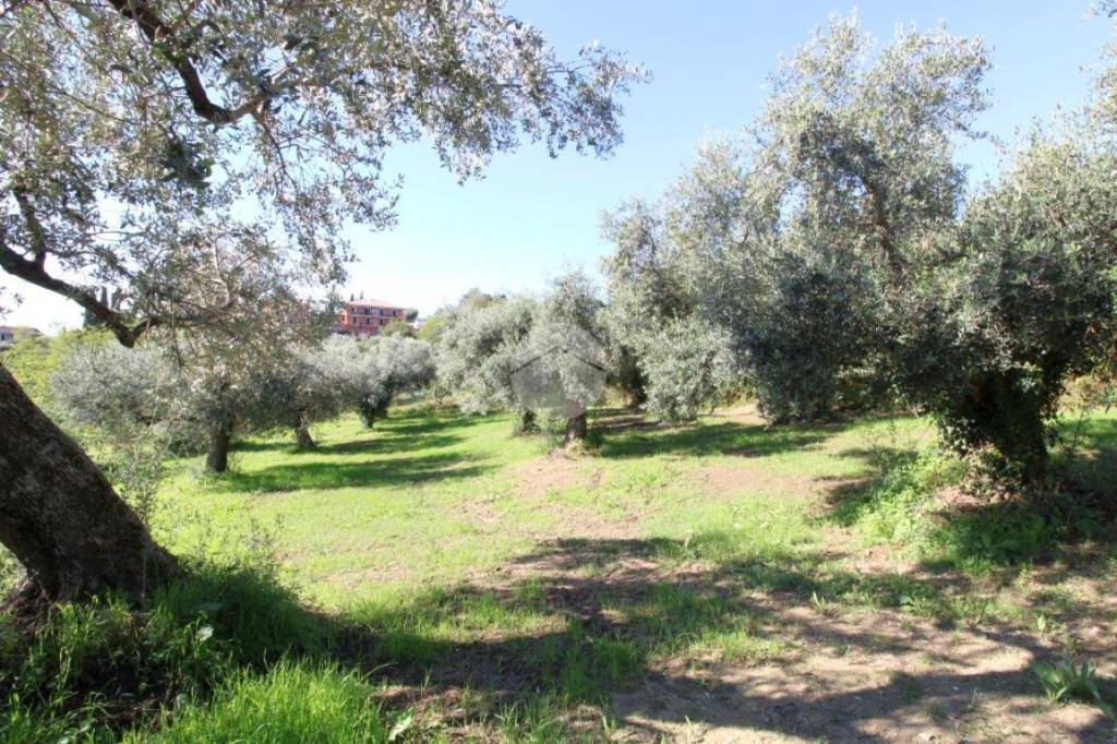 immagine annuncio 3 di 11