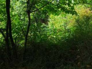 Terreno agricolo in vendita a barberino di mugello localita' il saltino - le caselle